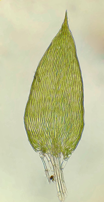 Isopterygiopsis muelleriana